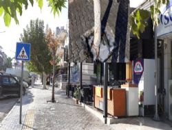 Kurutulan çınar ağacına tepkiler büyük
